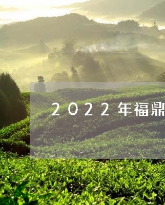 2022年福鼎白茶的未来/2023033038493