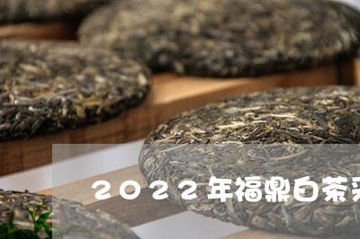 2022年福鼎白茶采茶节/2023033050472