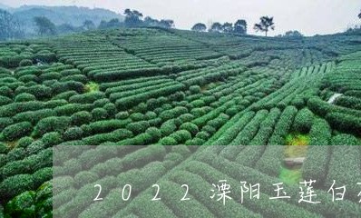 2022溧阳玉莲白茶价格/2023033026148