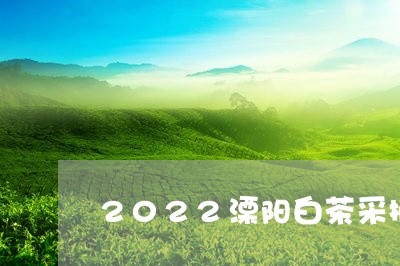 2022溧阳白茶采摘时间/2023033052825