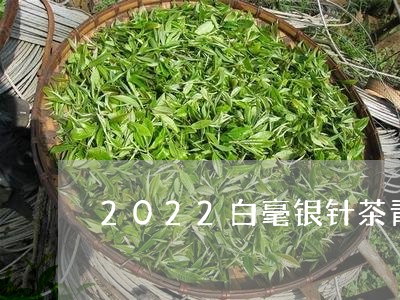 2022白毫银针茶青价格/2023033051615