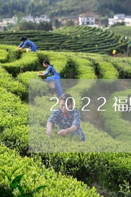 2022福鼎白茶销量如何/2023033020414