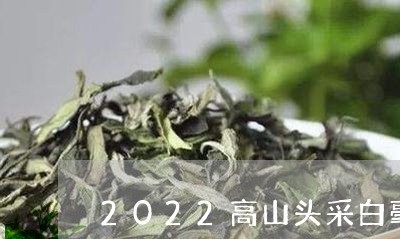 2022高山头采白毫银针/2023033058270