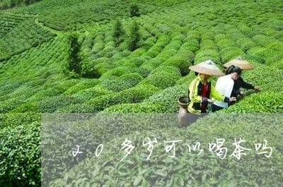 20多岁可以喝茶吗/2023041669684