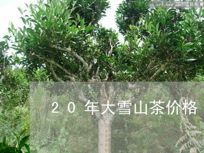 20年大雪山茶价格/2023041433826