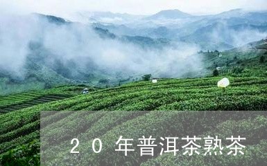 20年普洱茶熟茶/2023031623869