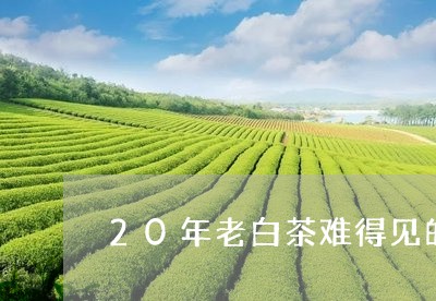 20年老白茶难得见的珍品/2023033151815