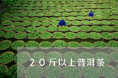 20斤以上普洱茶/2023041061813