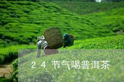 24节气喝普洱茶/2023033169784