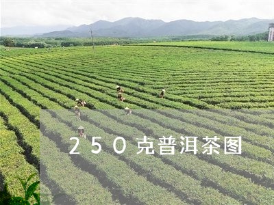 250克普洱茶图/2023031633823