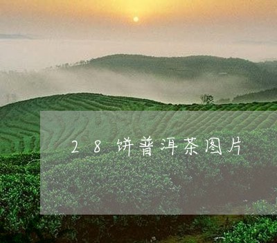 28饼普洱茶图片/2023041063827