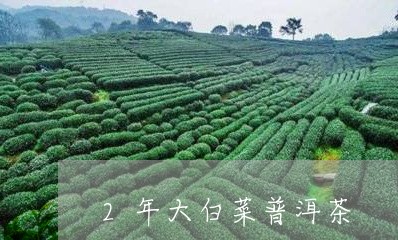 2年大白菜普洱茶/2023033061924