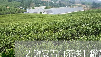 2罐安吉白茶送1罐黄金芽/2023033031992