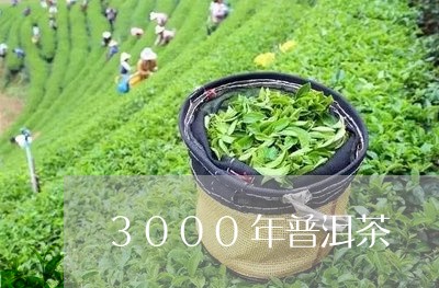 3000年普洱茶/2023041260714