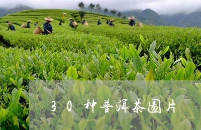 30种普洱茶图片/2023031743015