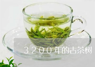 3200年的古茶树/2023032090583