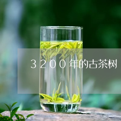 3200年的古茶树/2023041661605