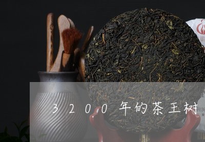 3200年的茶王树/2023032088593