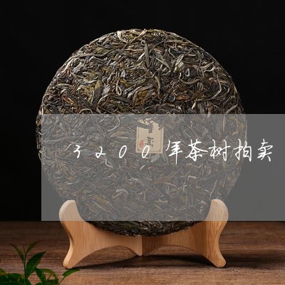 3200年茶树拍卖/2023041695159