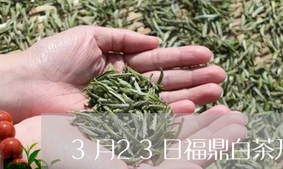 3月23日福鼎白茶开茶节/2023033013838