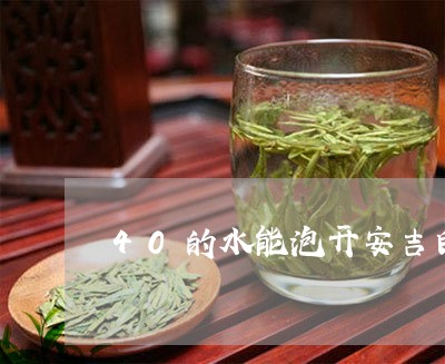 40的水能泡开安吉白茶吗/2023033175927