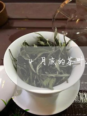 4月底的茶叶适合做白茶吗/2023033102916