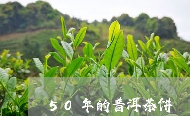 50年的普洱茶饼/2023041347304