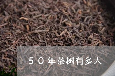 50年茶树有多大/2023032410404