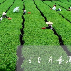 50斤普洱茶散茶/2023041109470