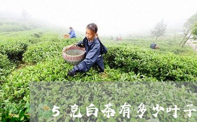 5克白茶有多少叶子和叶子/2023033149495