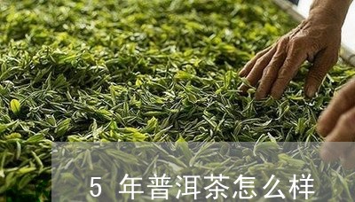 5年普洱茶怎么样/2023041219604