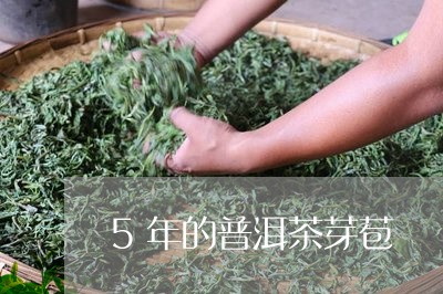 5年的普洱茶芽苞/2023031670594