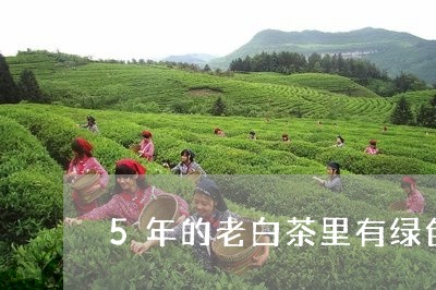 5年的老白茶里有绿色叶片/2023033115069