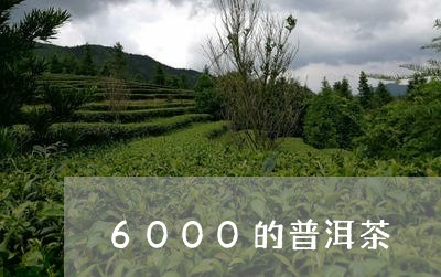 6000的普洱茶/2023041074048