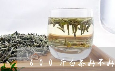 600斤白茶好不好喝一点/2023033004050