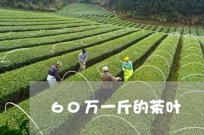 60万一斤的茶叶/2023032671725