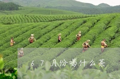 67月份喝什么茶/2023032357260