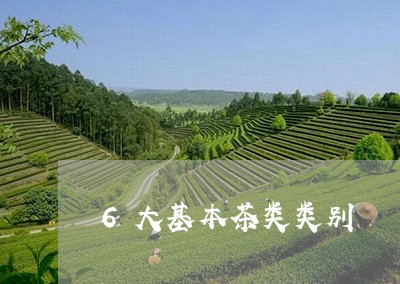 6大基本茶类类别/2023032419604