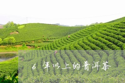 6年以上的普洱茶/2023040138260