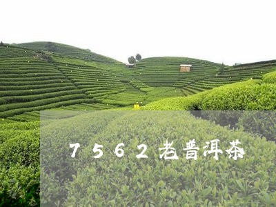 7562老普洱茶/2023041085046