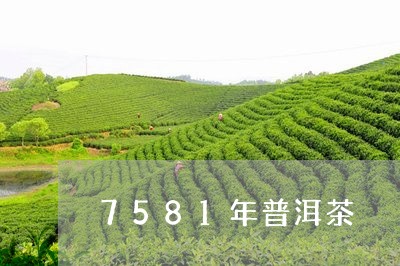 7581年普洱茶/2023041039372