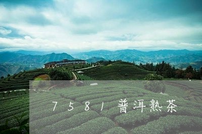 7581普洱熟茶/2023032973427