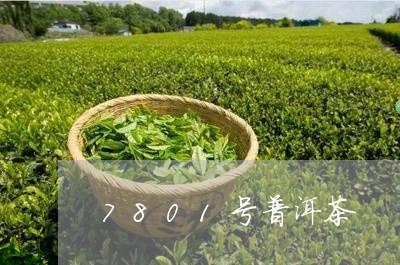 7801号普洱茶/2023041021682