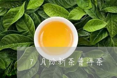 7月份新茶普洱茶/2023033107379