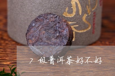 7级普洱茶好不好/2023033177169