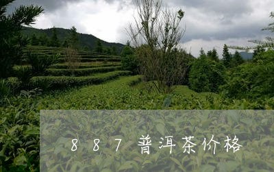 887普洱茶价格/2023041282703