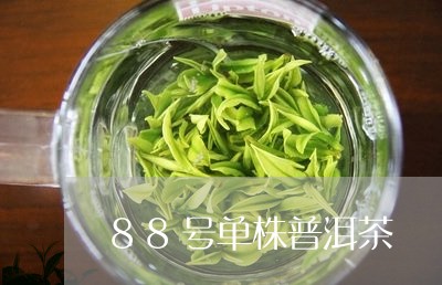 88号单株普洱茶/2023041292829