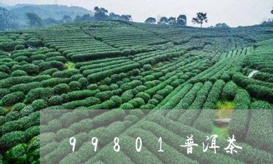 99801普洱茶/2023031794027