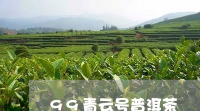 99青云号普洱茶/2023041012613