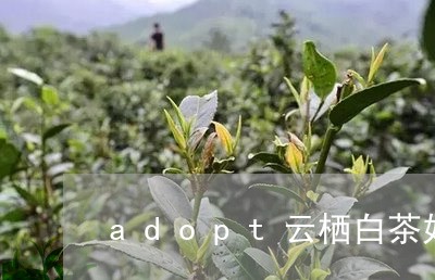 adopt云栖白茶好闻不/2023040154916